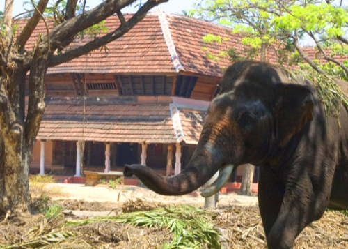 https://www.ruhehomestays.com/Punnathur Anakotta – Elephant Camp (7 km)